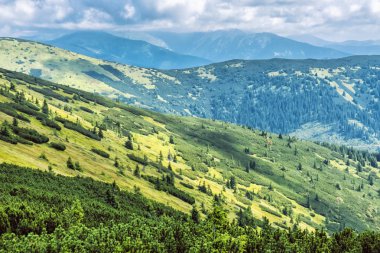 Cüce dağ çamı ve iğne yapraklı orman, Düşük Tatras, Slovakya