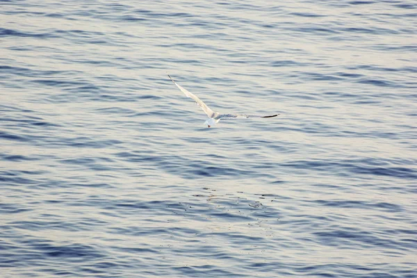 Чайка летает над морем, Солта, Хорватия — стоковое фото