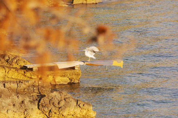 Чайка на скалистом пляже, Солта, Хорватия — стоковое фото
