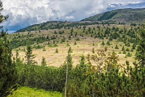 Cüce dağ çamı ve iğne yapraklı orman, Düşük Tatras, Slovakya
