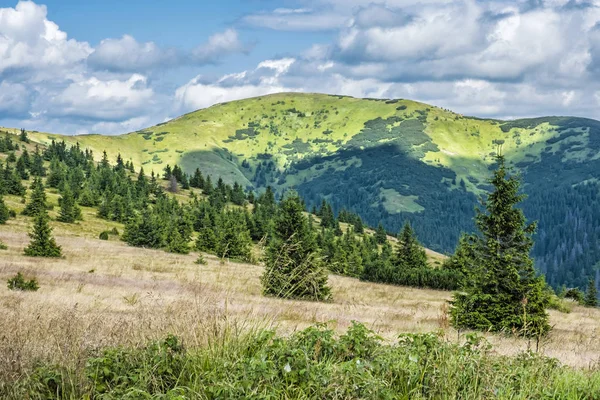 Cüce dağ çamı ve iğne yapraklı orman, Düşük Tatras, Slovakya