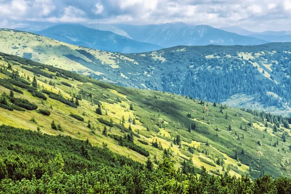 Cüce dağ çamı ve iğne yapraklı orman, Düşük Tatras, Slovakya