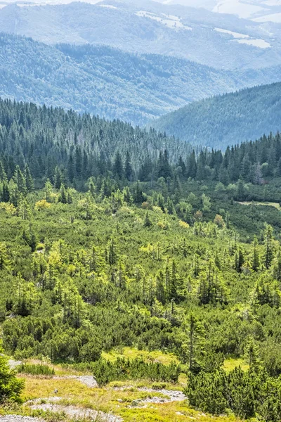 Cüce dağ çamı ve iğne yapraklı orman, Düşük Tatras, Slovakya