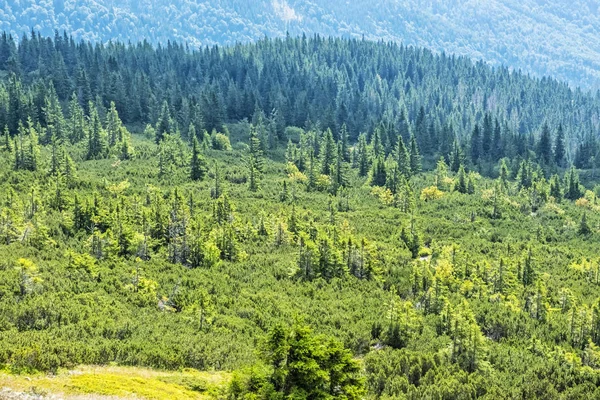 Pinheiro de montanha anão e floresta de coníferas, Baixa Tatras, Eslováquia — Fotografia de Stock