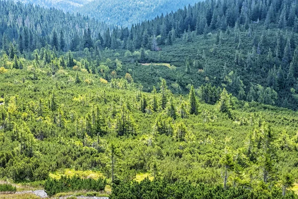 Dwarf mountain pine and coniferous forest, Low Tatras, Slovakia