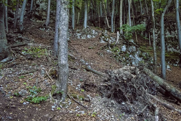 Wild forest in Big Fatra, Slovakia — Stock Photo, Image