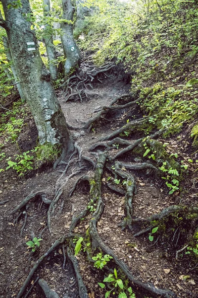 Sulov kale kalıntılarına turistik patika, Slovakya — Stok fotoğraf