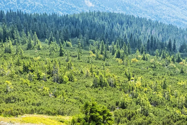 Dwarf mountain pine and coniferous forest, Low Tatras, Slovakia — Stock Image Dwarf mountain pine and coniferous forest, Low Tatras, Slovakia Royalty Free Stock Photos