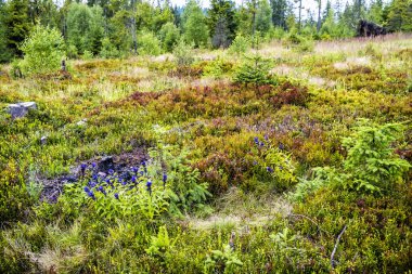 Söğüt gentian - Gentiana asclepiadea, Babia hora tepesi, Slovakya