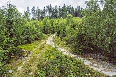 Kozalaklı orman, Orava, Slovakya