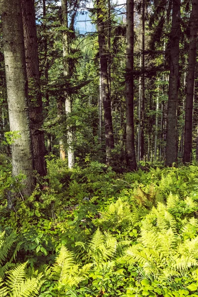 Floresta de coníferas, Babia hora, Orava, Eslováquia — Fotografia de Stock