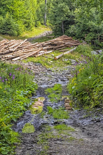 Ormancılık teması, Babia hora, Orava, Slovakya — Stok fotoğraf