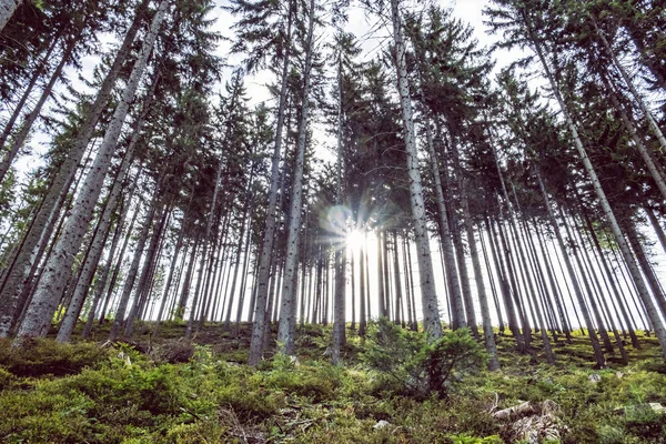 Foresta di conifere, Babia hora, Orava, Slovacchia — Foto Stock