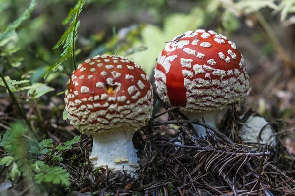 Toadstool red - Amanita muscaria, seasonal natural scene — Stock Photo, Image