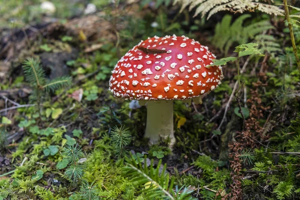 Toadstool red - Amanita muscaria, seasonal natural scene — Stock Photo, Image