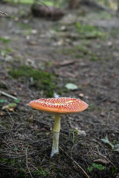 Toadstool red - Amanita muscaria, seasonal natural scene — Stock Photo, Image