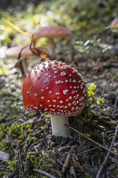 Toadstool red - Amanita muscaria, seasonal natural scene — Stock Photo, Image