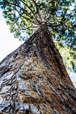 Sequoiadendron giganteum, Sequoiadendron cinsinde yaşayan tek canlı türüdür ve Sekoya olarak bilinen üç kozalaklı ağaçtan biridir. Doğal sahne. Botanik teması.