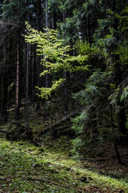 Low Tatras dağlarında karışık orman, Slovak cumhuriyeti. İlkbahar sahnesi. Yürüyüş teması.