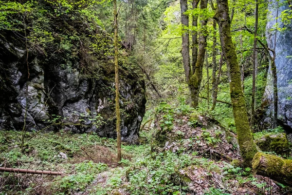 Huciaky Kloof Lage Tatra Bergen Slowaakse Republiek Reisbestemming Wandelthema — Stockfoto