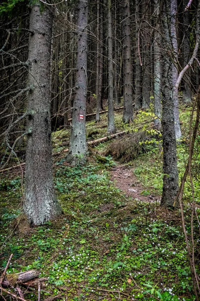 Floresta Coníferas Nas Montanhas Low Tatras República Eslovaca Cena Primavera — Fotografia de Stock