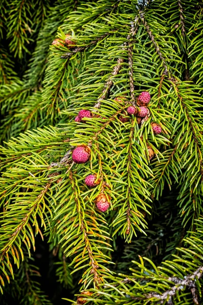 Fioritura Abete Rosso Europeo Picea Abies Montagne Basso Tatra Repubblica — Foto Stock