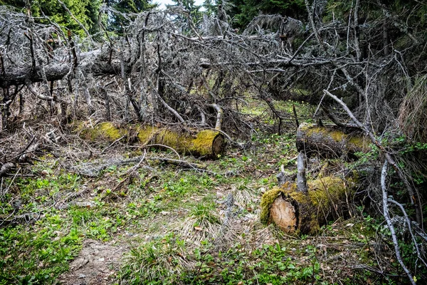 Χαμηλά Βουνά Τάτρα Σλοβακία Θέμα Καταστροφής Του Δάσους Εποχιακή Φυσική — Φωτογραφία Αρχείου