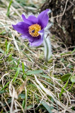 Büyük Pasque Çiçeği Pulsatilla Grandis. Mevsimsel doğal sahne.