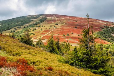 Stoh Hill, Küçük Fatra, Slovakya Cumhuriyeti. İlkbahar sahnesi. Doğada güzellik. Kırmızı yaban mersini çalıları.