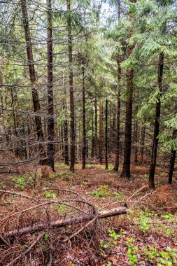 Little Fatra dağlarındaki kozalaklı orman, Slovak cumhuriyeti. İlkbahar sahnesi. Yürüyüş teması.