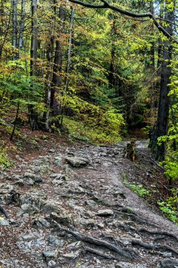 Küçük Fatra Dağları 'ndaki yaprak döken orman, Slovakya Cumhuriyeti. İlkbahar sahnesi. Yürüyüş teması.