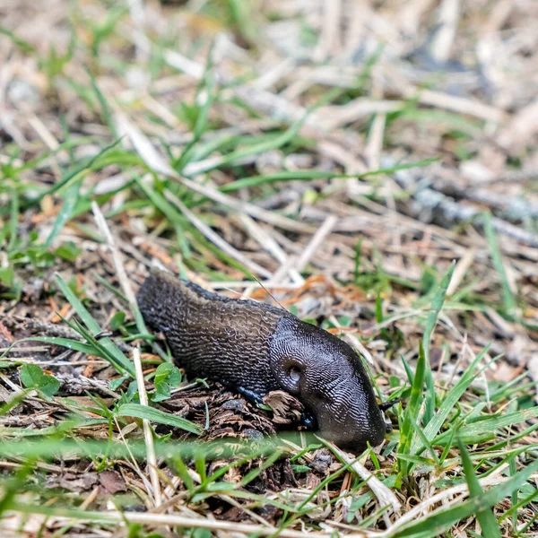 Detail Photo Beautiful Snail Slug Outdoors Beauty Nature Animal Scene — Stock Photo, Image