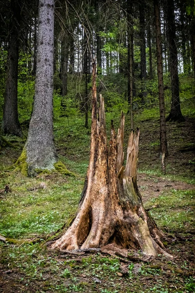 Árbol Muerto Valle Ludrovska Montañas Low Tatras República Eslovaca Escena — Foto de Stock