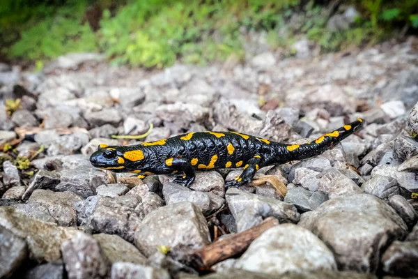 Fire Salamander Salamandra Salamandra Animal Portrait Natural Scene — Stock Photo, Image