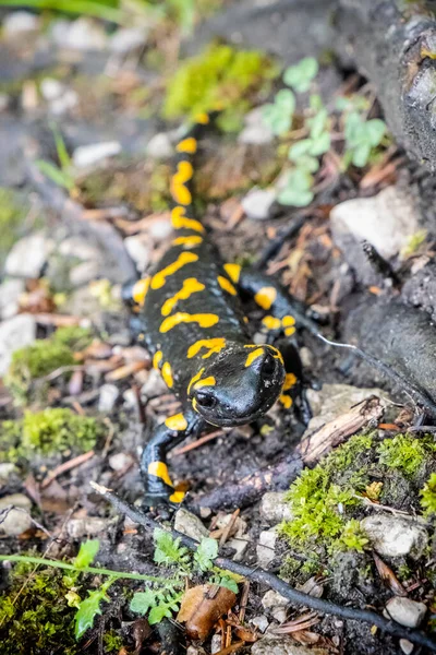 Fire Salamander Salamandra Salamandra Animal Portrait Natural Scene — Stock Photo, Image