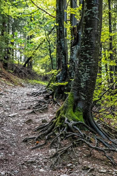 Küçük Fatra Dağları Ndaki Yaprak Döken Orman Slovakya Cumhuriyeti Lkbahar — Stok fotoğraf