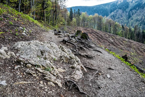 Madeira Serrada Nas Montanhas Little Fatra República Eslovaca Tema Desmatamento — Fotografia de Stock