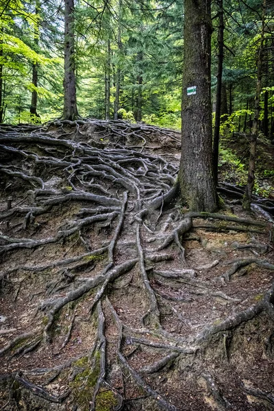 Radici Alberi Nella Foresta Piccole Montagne Fatra Repubblica Slovacca Scena — Foto Stock