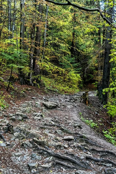 Opadavý Les Pohoří Malá Fatra Slovenská Republika Jarní Scéna Turistický — Stock fotografie