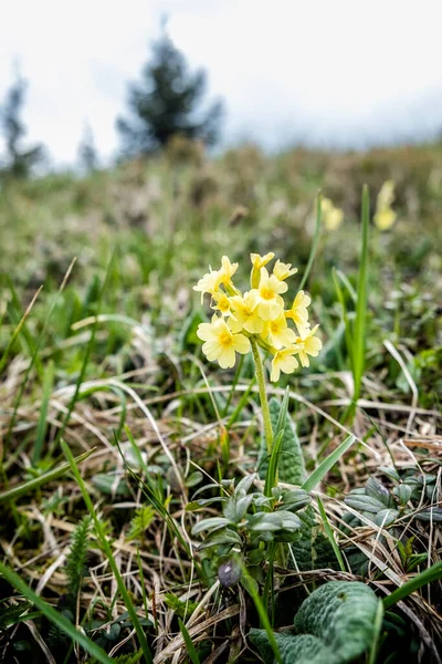 Floymula Elatior Горы Маленькая Фатра Словак Весенняя Сцена Красота Природе — стоковое фото