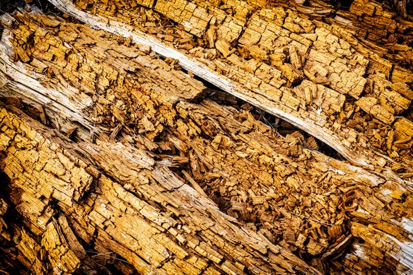 Uma Árvore Morta Cena Natural Detalhada Tema Ambiental — Fotografia de Stock