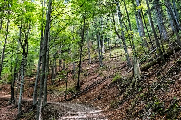 Yaprak Döken Orman Muran Ovası Slovakya Cumhuriyeti Orta Avrupa Seyahat — Stok fotoğraf