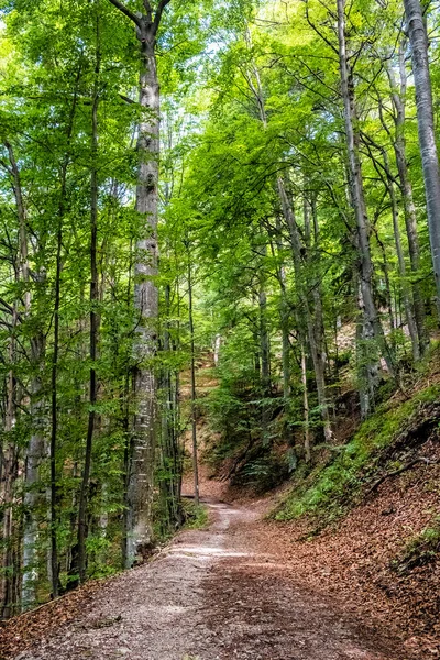 Las Liściasty Równina Muran Republika Słowacka Europa Środkowa Cel Podróży — Zdjęcie stockowe
