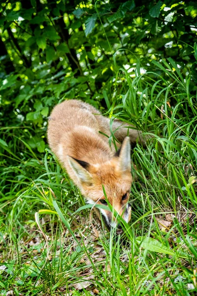 Red Fox Vulpes Vulpes Muran Plain Slovak Republic Animal Scene — Stock Photo, Image