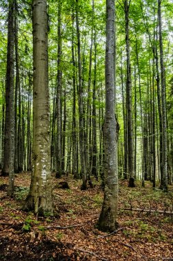 Ormandaki patika, Muran ovası, Slovakya Cumhuriyeti, Orta Avrupa. Seyahat güzergahı. Mevsimsel doğal sahne.