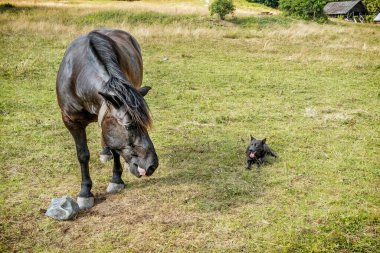 Dağ köpekli at, Muran ovası, Slovak cumhuriyeti, Avrupa. Seyahat güzergahı. Mevsimsel doğal sahne.