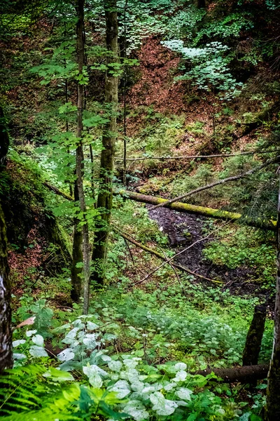 Bosque Primitivo Llanura Muran República Eslovaca Europa Central Destino Viaje — Foto de Stock