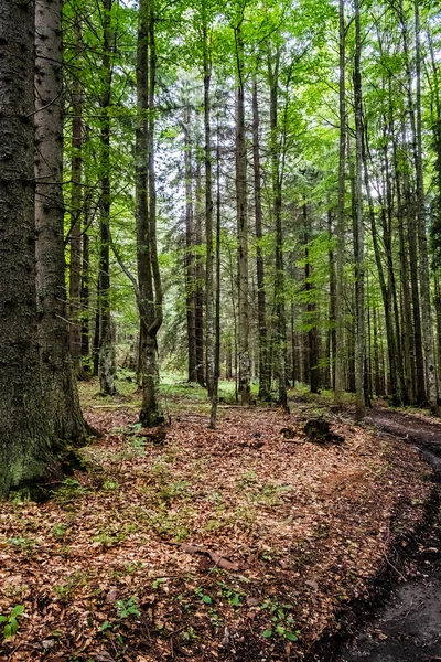 森の中の歩道 ムラン平原 スロバキア共和国 中央ヨーロッパ 目的地へ 四季折々の自然 — ストック写真