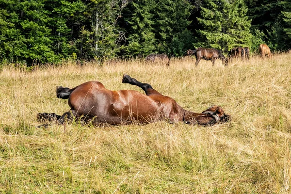 Vahşi Atlar Muran Ovası Slovakya Cumhuriyeti Avrupa Seyahat Güzergahı Mevsimsel — Stok fotoğraf