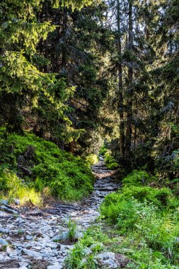 Kozalaklı ormanlarda, yüksek Tatra dağlarında, Slovak cumhuriyetinde patika. Yürüyüş teması. Mevsimsel doğal sahne.